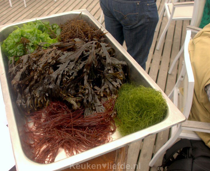 Culinaire ontdekkingstocht op Schouwen-Duiveland Zeewieren