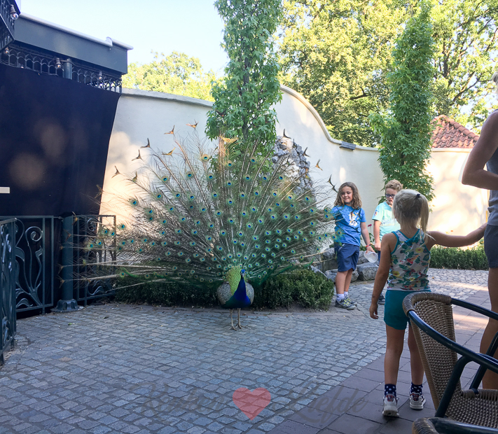 Een kijkje in de keuken week 27