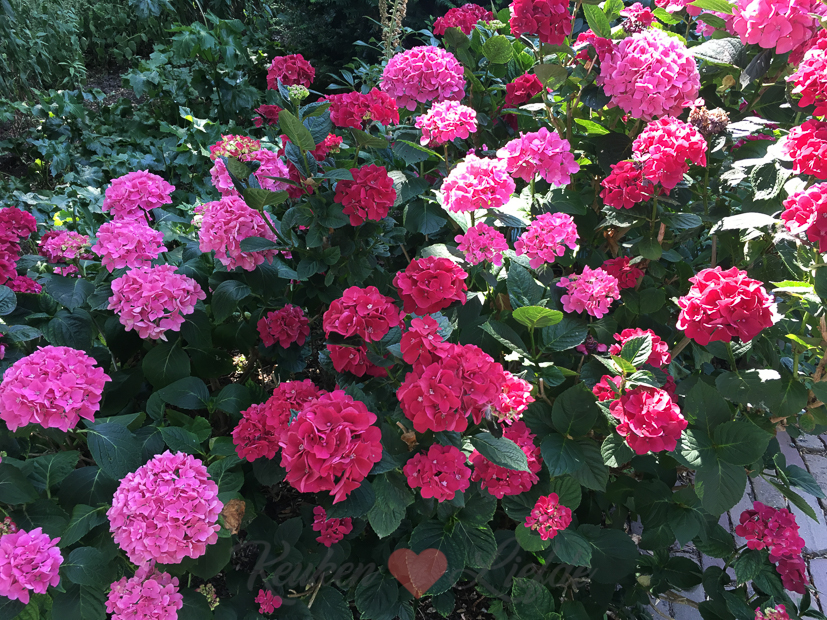 Een kijkje in de keuken week 28