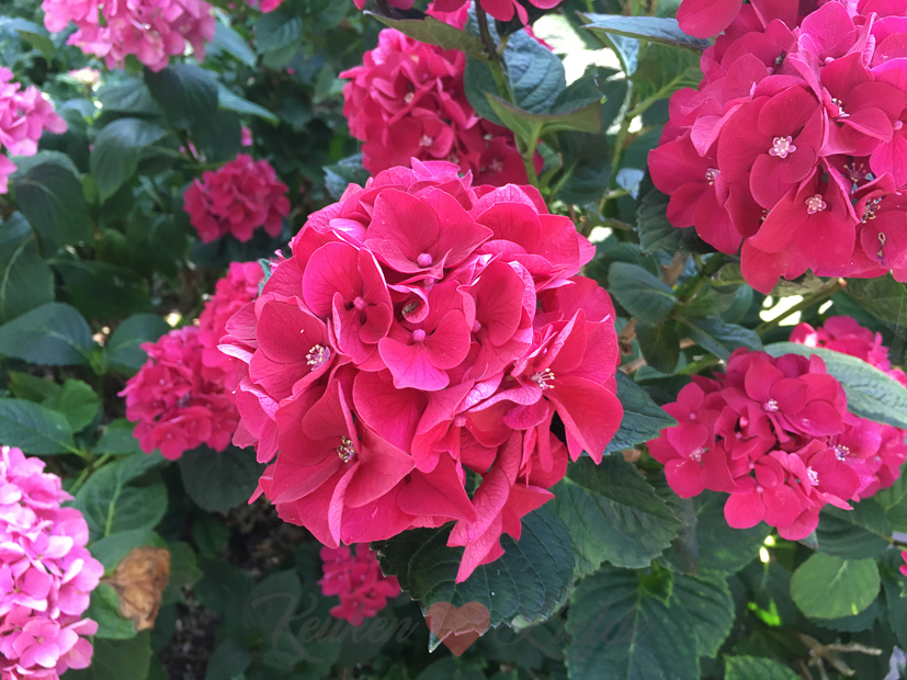 Een kijkje in de keuken week 28