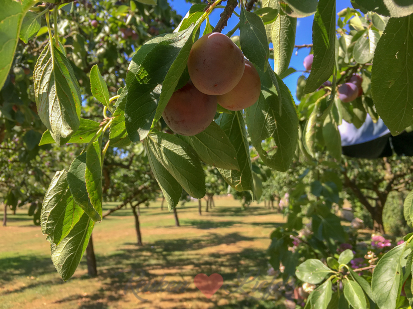 Een kijkje in de keuken week 28