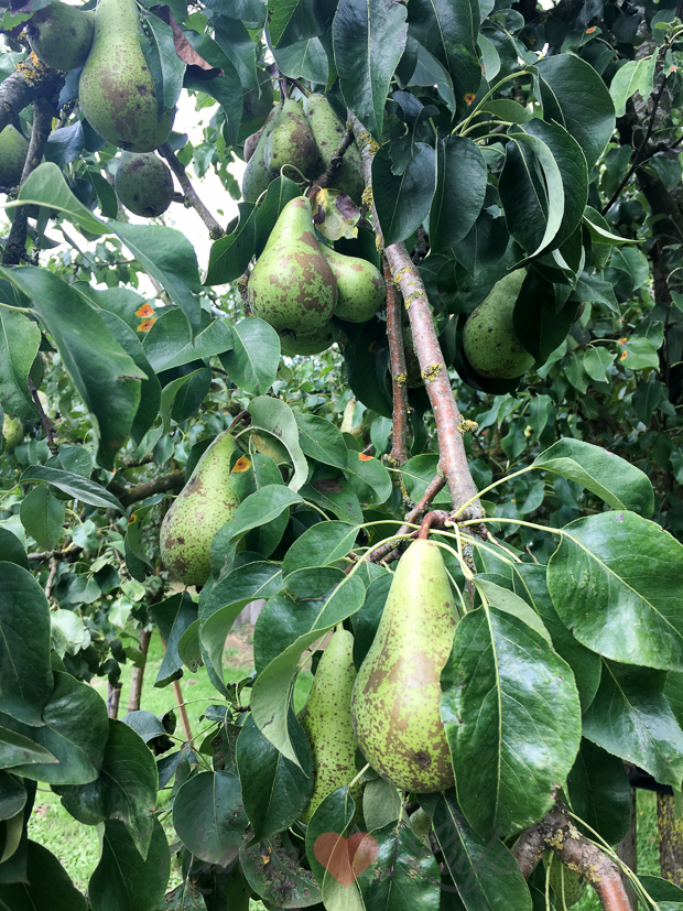 Een kijkje in de keuken week 33