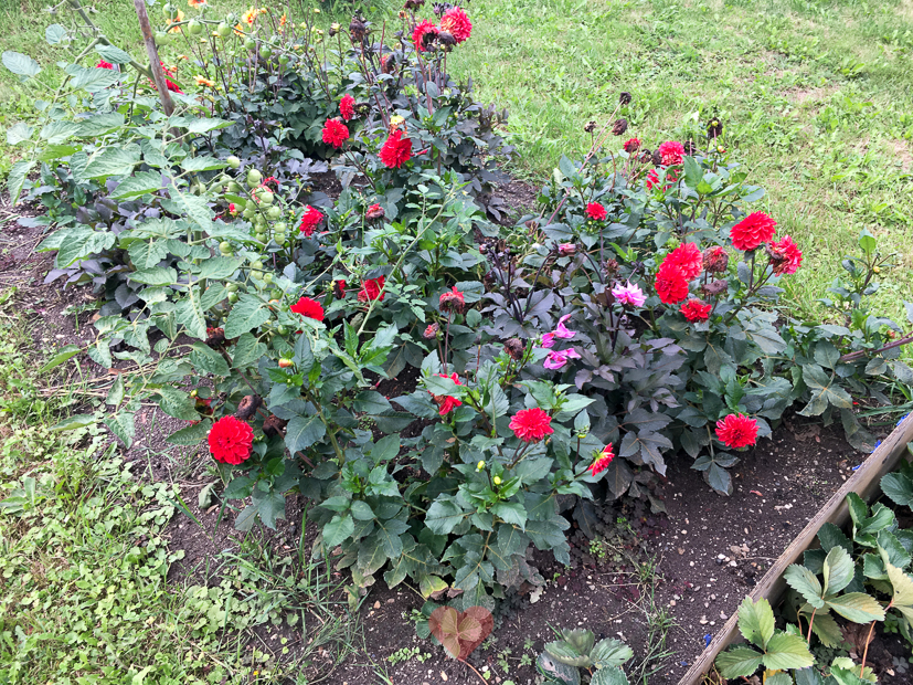 Een kijkje in de keuken week 33