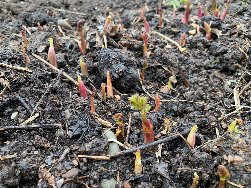 Een kijkje in de keuken week 11-2019