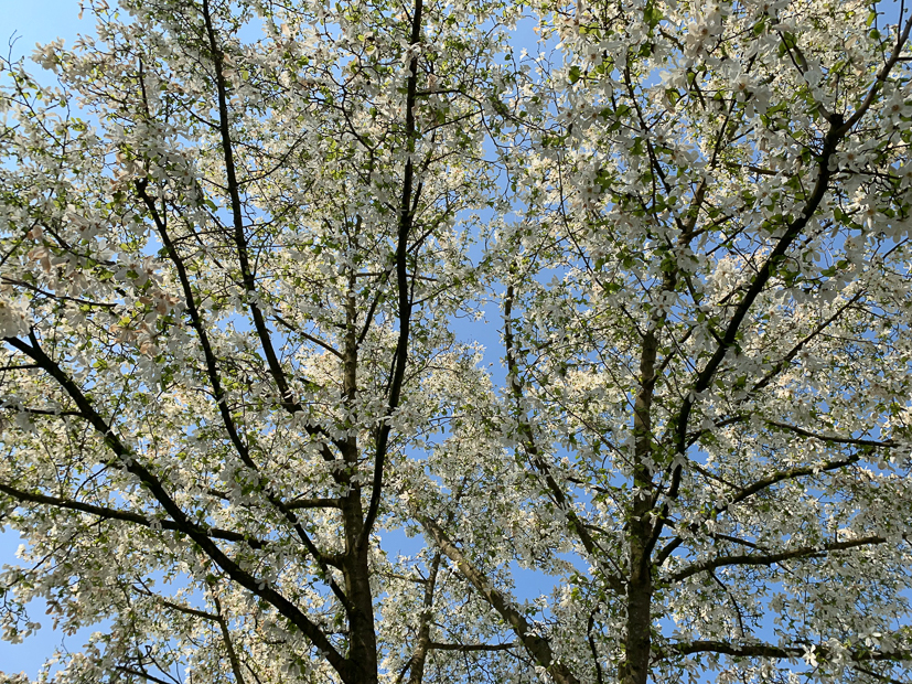Een kijkje in de keuken week 15-2019