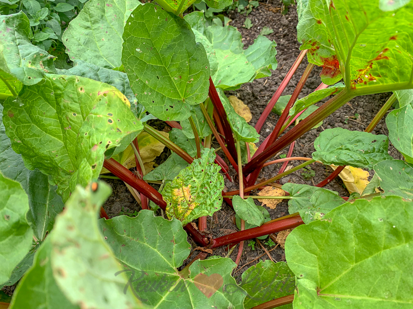 Een kijkje in de keuken week 21-2019