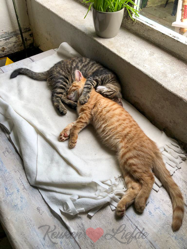 Een kijkje in de keuken week 27-2019 Een kijkje in de keuken week 27-2019