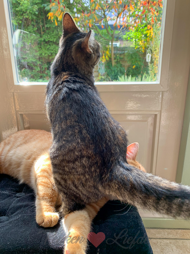 Een kijkje in de keuken week 39-2019 Een kijkje in de keuken week 39-2019