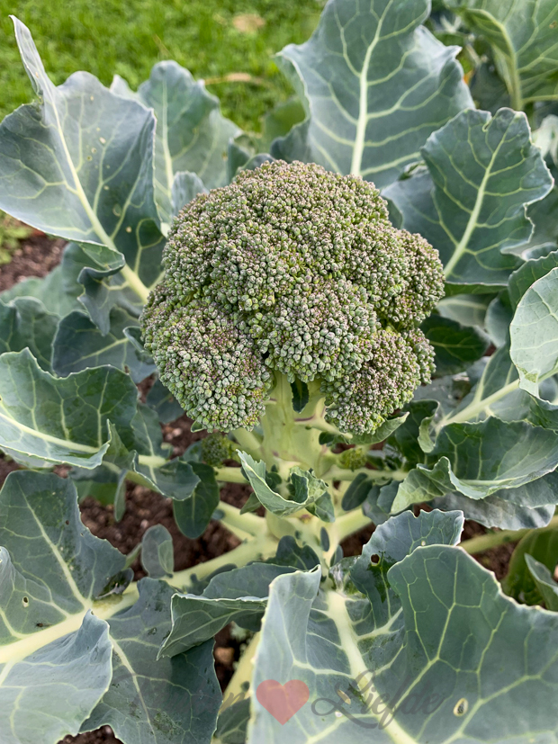 Een kijkje in de keuken week 41-2019