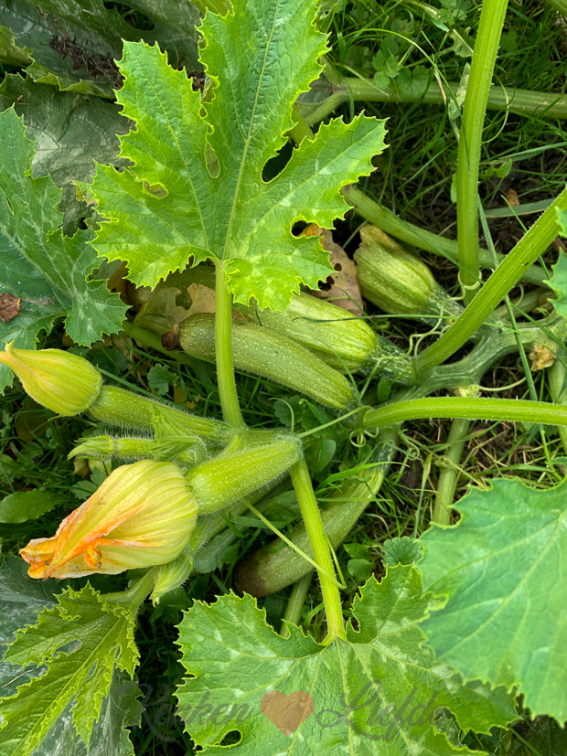 Een kijkje in de keuken week 41-2019