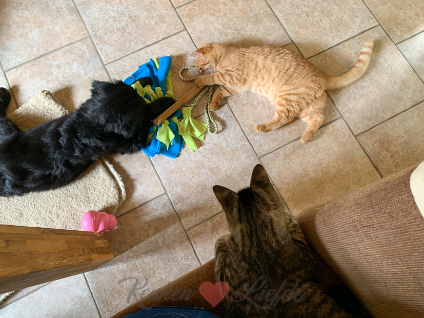 Een kijkje in de keuken week 41-2019 Een kijkje in de keuken week 41-2019