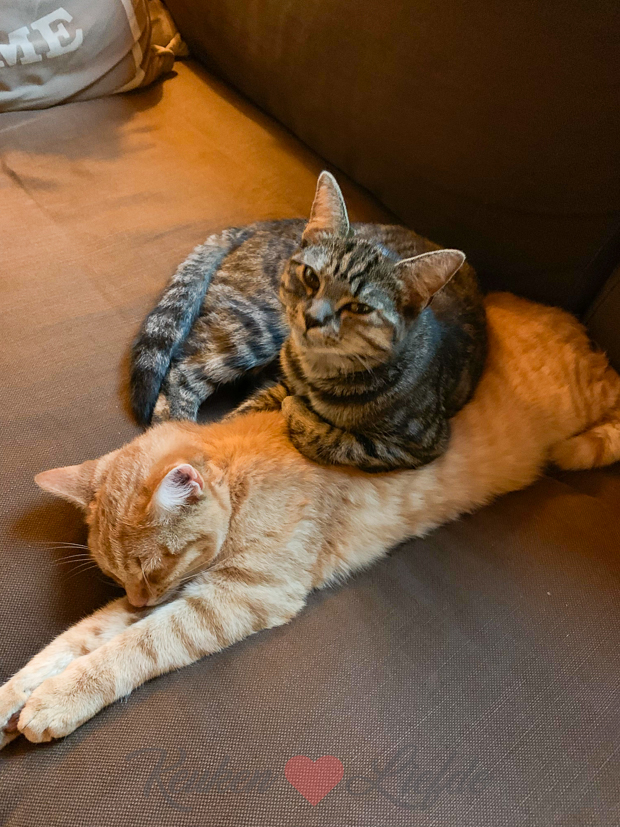 Een kijkje in de keuken week 41-2019 Een kijkje in de keuken week 41-2019