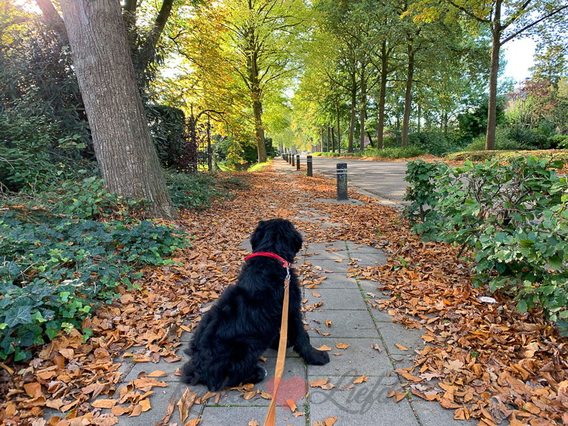 Een kijkje in de keuken week 44-2019