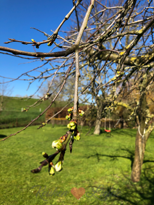 Een kijkje in de keuken week 12-2020