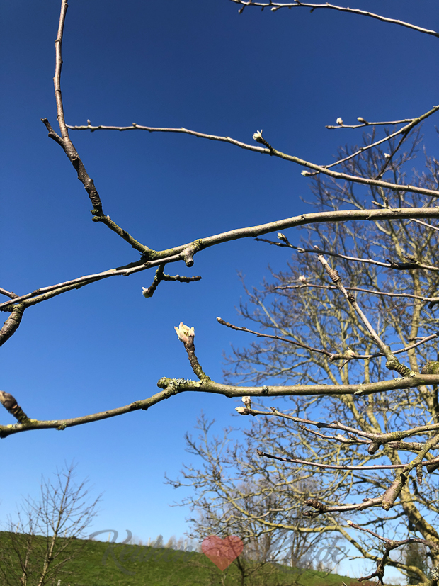 Een kijkje in de keuken week 12-2020