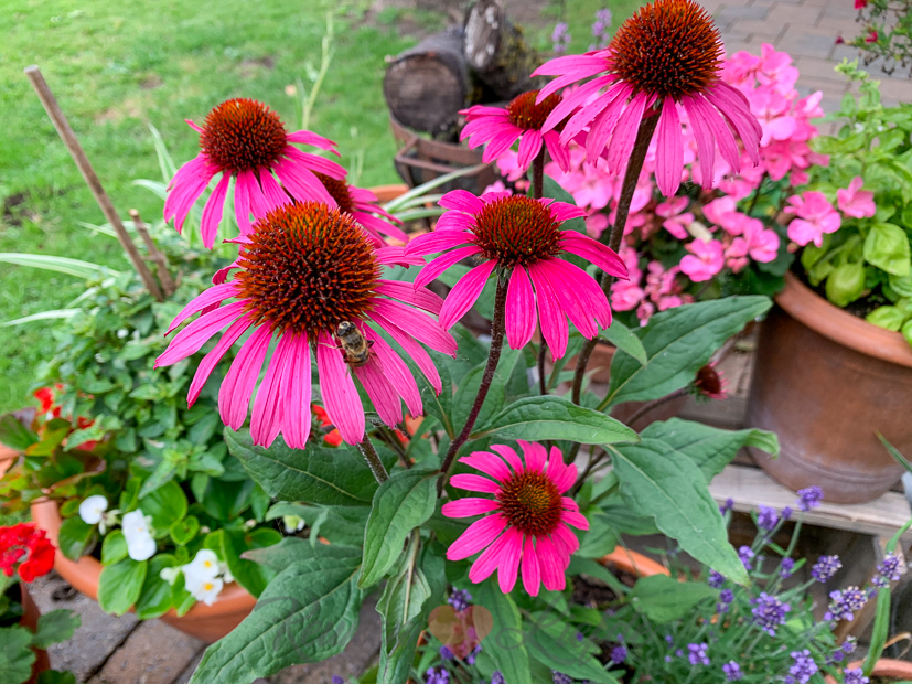 Een kijkje in de keuken week 27-2020