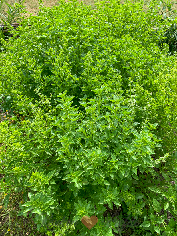 Een kijkje in de keuken week 34-2020