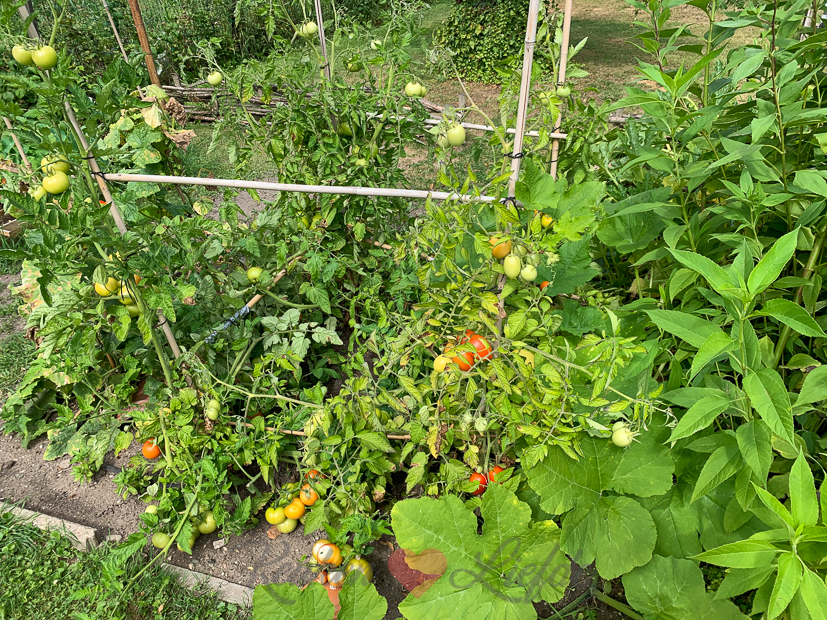 Een kijkje in de keuken week 34-2020