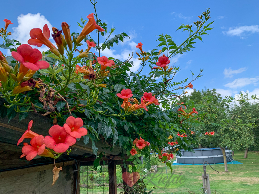 Een kijkje in de keuken week 34-2020