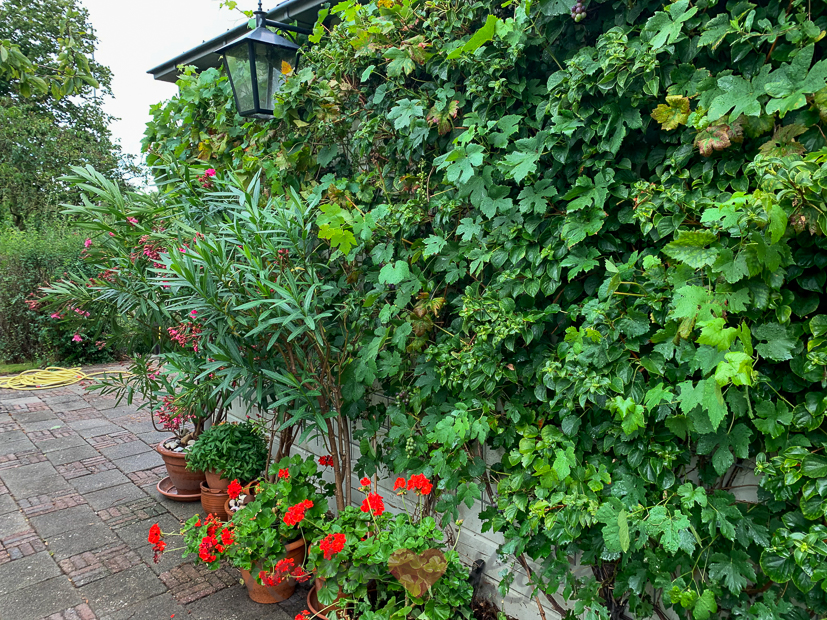 Een kijkje in de keuken week 34-2020