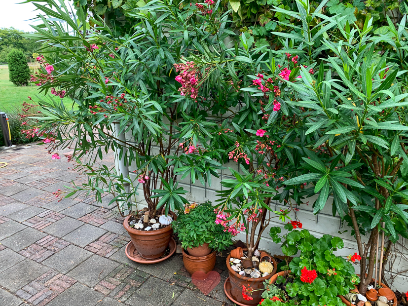 Een kijkje in de keuken week 34-2020