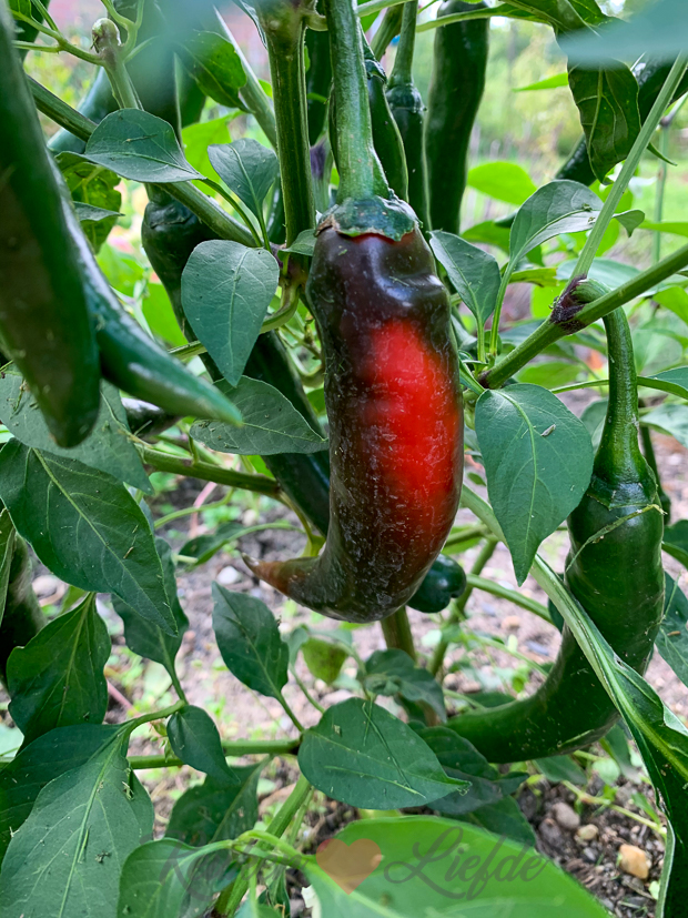Een kijkje in de keuken week 36-2020