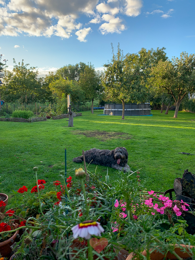 Een kijkje in de keuken week 36-2020