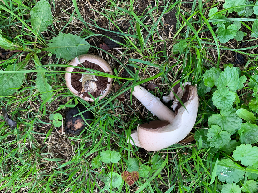 Een kijkje in de keuken week 40-2020