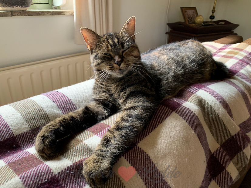 Een kijkje in de keuken week 41-2020 Een kijkje in de keuken week 41-2020