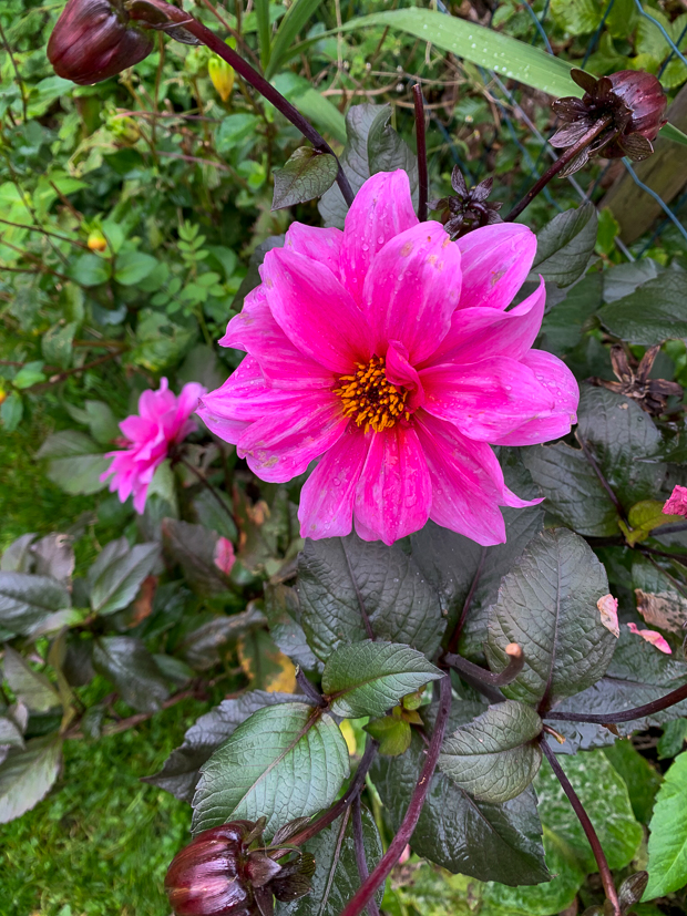 Een kijkje in de keuken week 42-2020