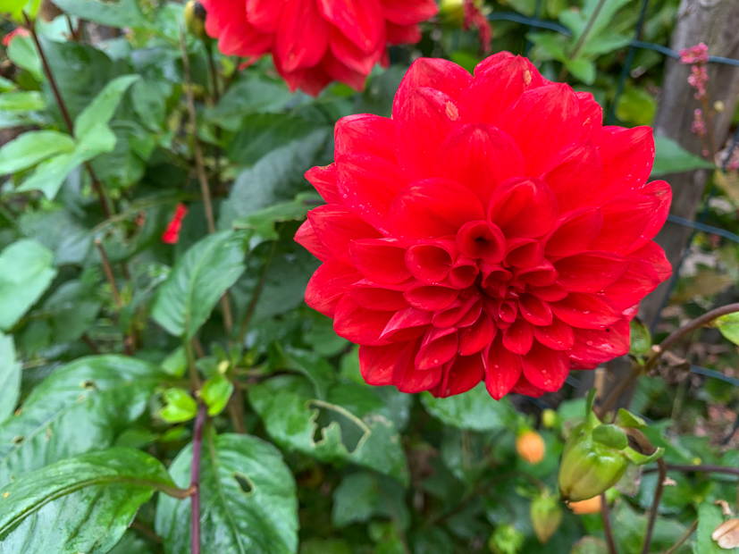 Een kijkje in de keuken week 42-2020