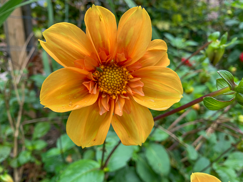 Een kijkje in de keuken week 42-2020