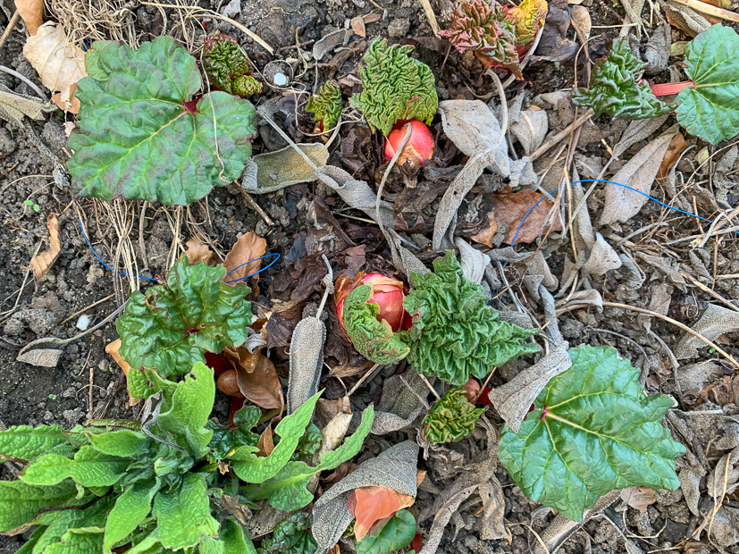 Een kijkje in de keuken week 14-2021