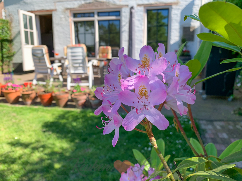 Een kijkje in de keuken week 23-2021