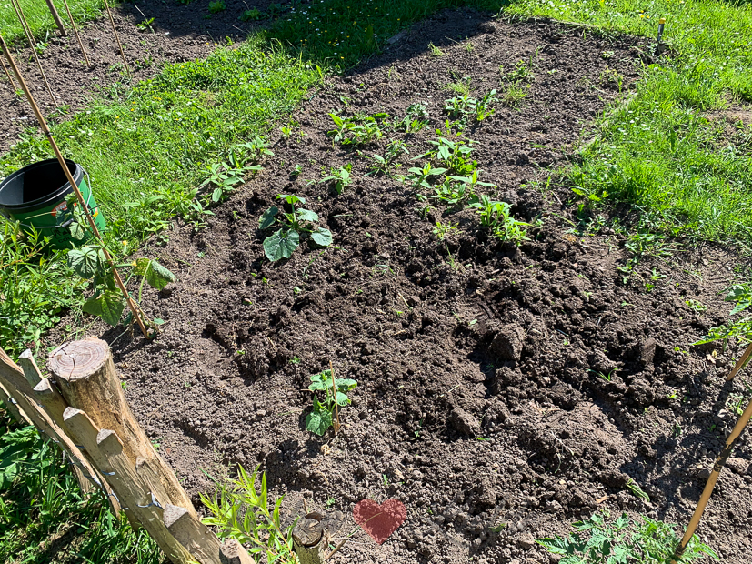 Een kijkje in de keuken week 23-2021