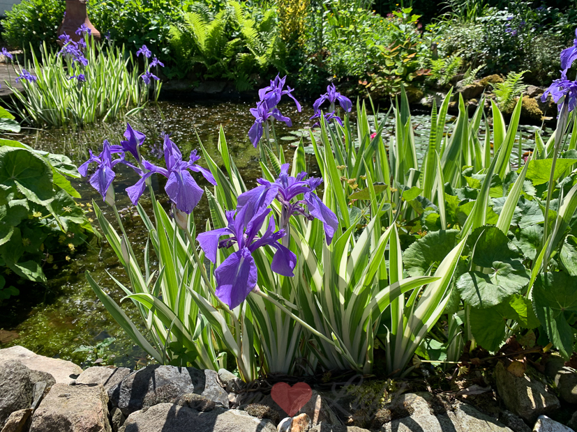 Een kijkje in de keuken week 23-2021