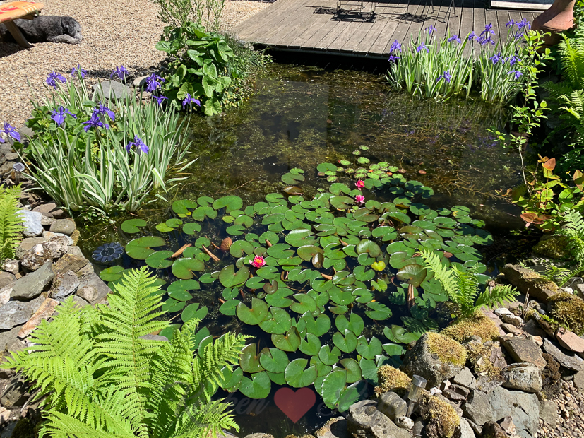 Een kijkje in de keuken week 23-2021