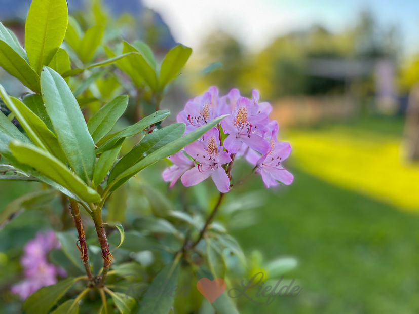 Een kijkje in de keuken week 23-2021