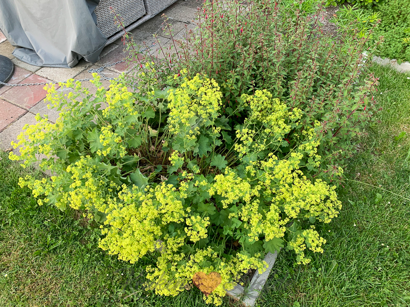 Een kijkje in de keuken week 25-2021