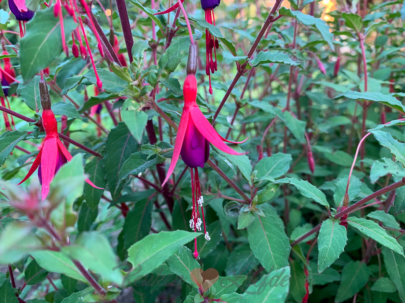 Een kijkje in de keuken week 25-2021