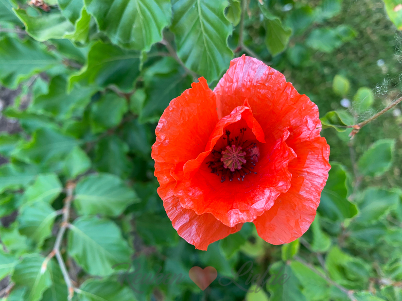 Een kijkje in de keuken week 25-2021