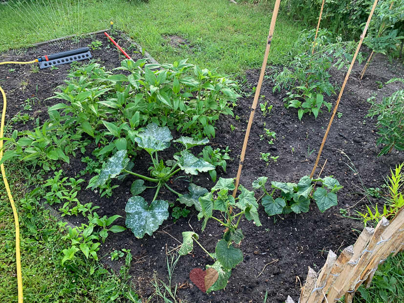 Een kijkje in de keuken week 25-2021