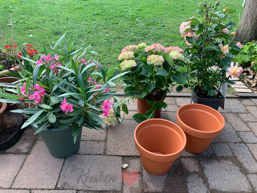 Een kijkje in de keuken week 25-2021