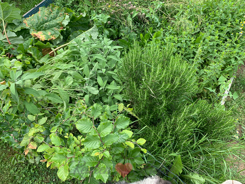 Een kijkje in de keuken week 25-2021