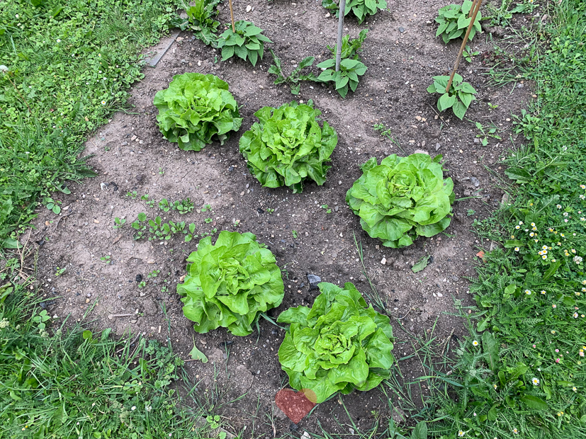 Een kijkje in de keuken week 26-2021