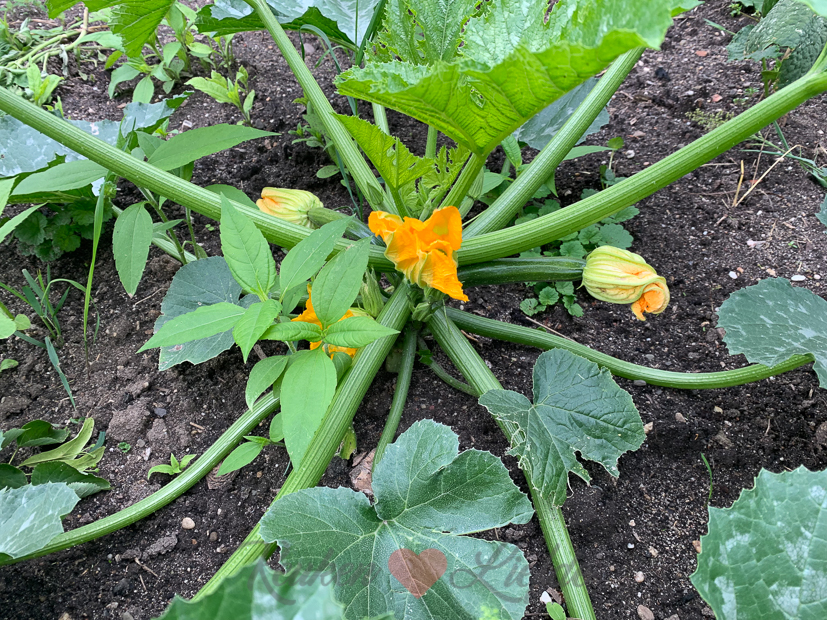 Een kijkje in de keuken week 26-2021