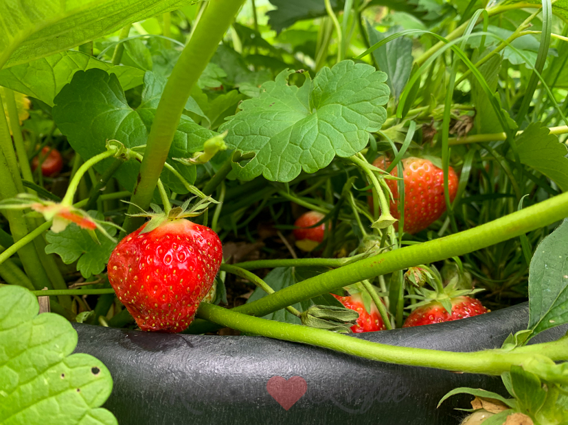 Een kijkje in de keuken week 26-2021