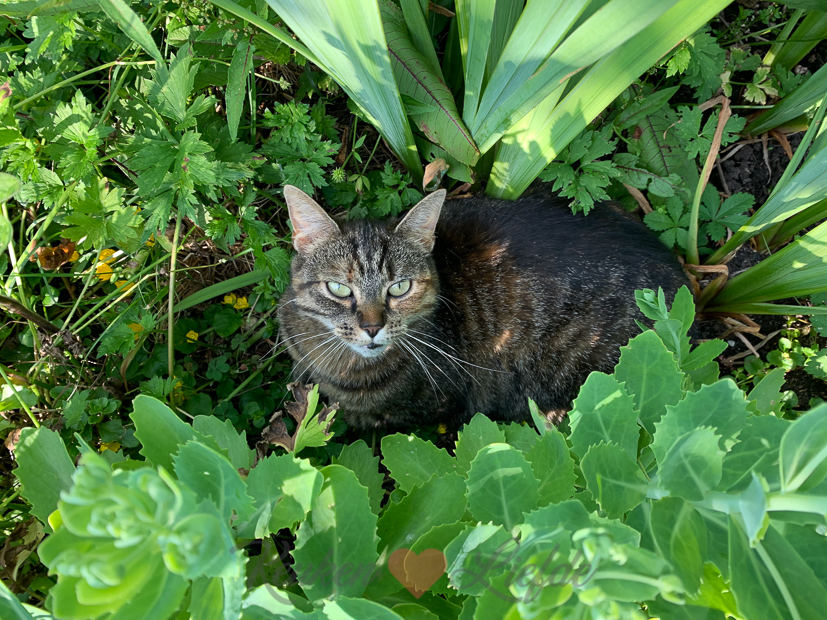 Een kijkje in de keuken week 26-2021