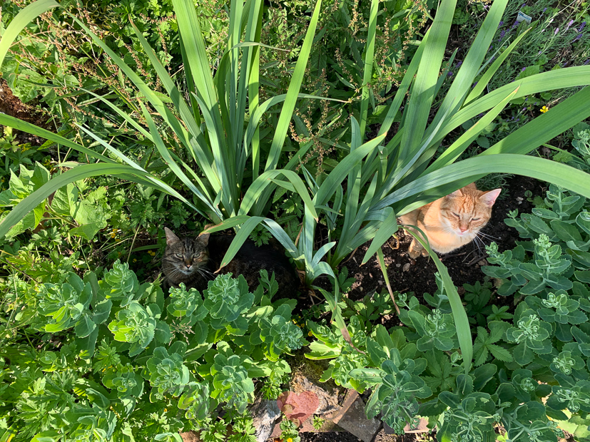 Een kijkje in de keuken week 26-2021