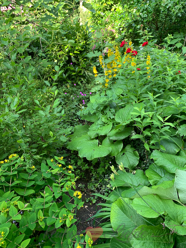 Een kijkje in de keuken week 26-2021
